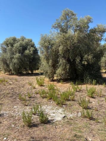 Uliveto di mq 10.000 con rudere in contrada Muraglia Mele - Foto 5