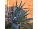 Agave