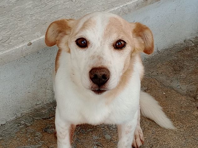 PICCINO - Foto 6