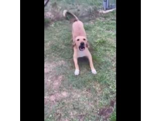 NIETZSCHE CUCCIOLO IN ADOZIONE Taglia medio contenuta 10 mesi