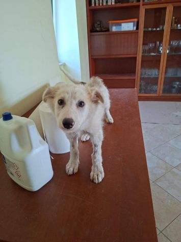 Clemente cucciolo - Foto 2