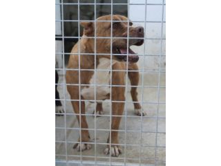 ARIA PITBULL 10 ANNI IN CANILE DA TROPPI ANNI