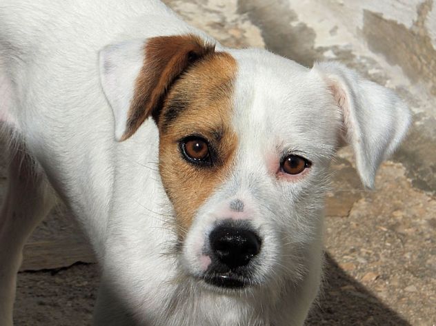Tobia - Foto 2