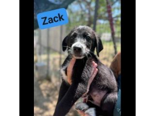 CUCCIOLI IN ADOZIONE ZACK, ZAGOR, ZAIRA.