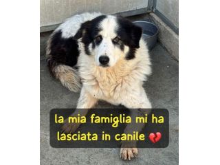 QUANDO IL CUORE SI ROMPE, NON FA RUMORE NALA 8 ANNI taglia media grande