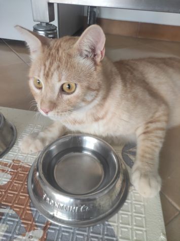 Gatto Orange - Foto 5