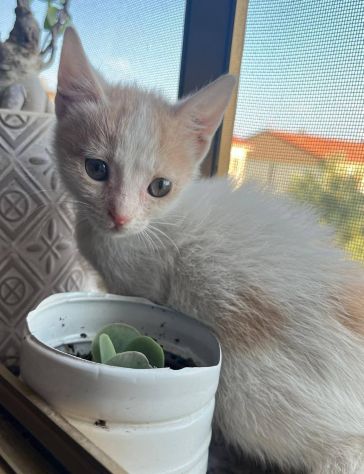 Bijou gattina - Foto 2