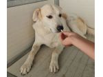 Gerry: equilibrato, docile, socievole