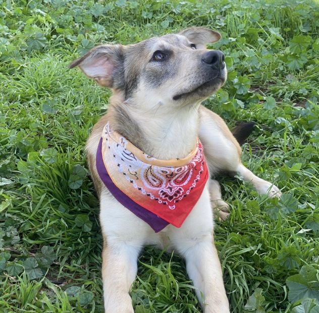 Teseo, un cucciolo che sta crescendo in canile - Foto 10