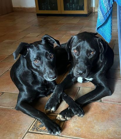 PLUTO, 2 ANNI, ROSARIO, 11 MESI, TAGLIA MEDIO CONTENUTA CERCANO CASA! - Foto 7