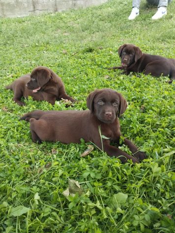 LABRADOR RETRIEVER CUCCIOLI CIOCCOLATO - Foto 2