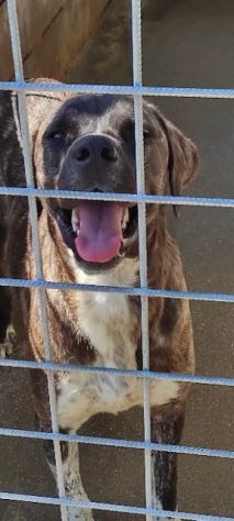 CANE IN ADOZIONE: ZENO - Foto 9