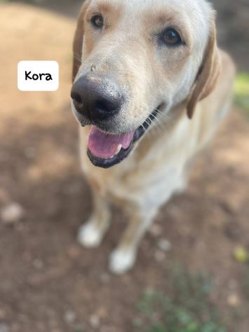 Kora simil labrador - Foto 5