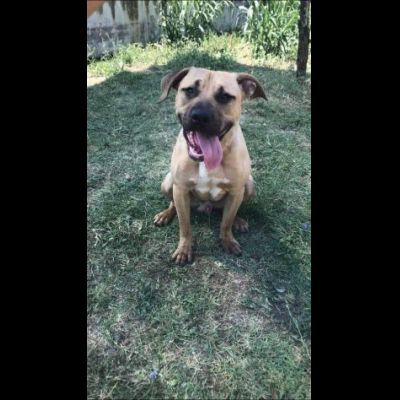 OTIS MENDICANTE DI CAREZZE CANE IN ADOZIONE - Foto 6