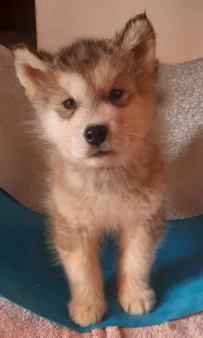 Alaskan Malamute cuccioli - Foto 3