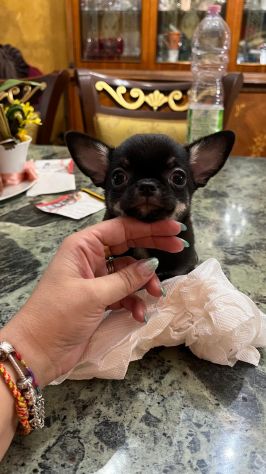 Cuccioli di chihuahua - Foto 3