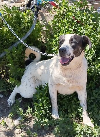Cucciolone da sogno cerca ancora casa - Foto 7