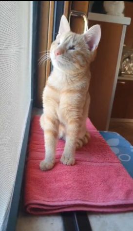 regalo gattino adozione di amore