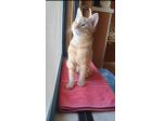 regalo gattino adozione di amore