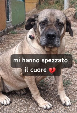 DEA CANE CORSO 5 ANNI