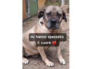 DEA CANE CORSO 5 ANNI