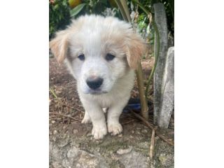 Momo cucciolo