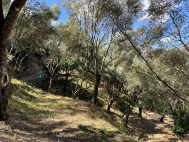 Immobile in asta di 27621 m² in vendita a Galatro - Foto 6