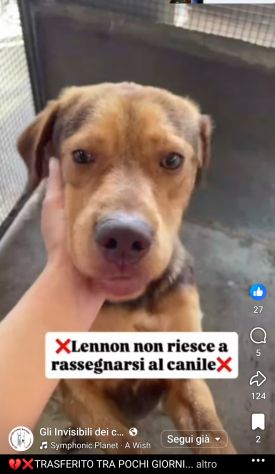 LENNON UNA DOLCEZZA DA SALVARE CANE IN ADOZIONE - Foto 4