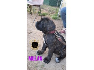 Cane Corso cucciola