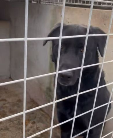 SIRIUS MIX LABRADOR CANE IN ADOZIONE - Foto 2