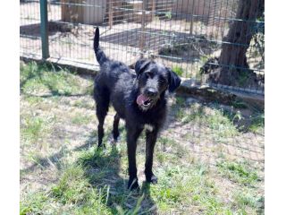 Jerry dolcissimo spinone in adozione