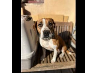 MALAWI, ADORABILE CAGNOLINA IN ADOZIONE