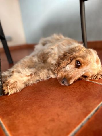 Cocker Spaniel e Volpino italiano cercano famiglia - Foto 2