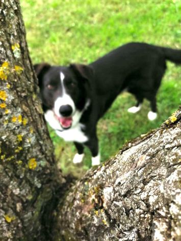 CHARLIE, simil border collie abbandonato cerca casa - Foto 4