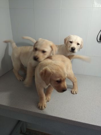 LABRADOR RETRIEVER CUCCIOLI - Foto 3