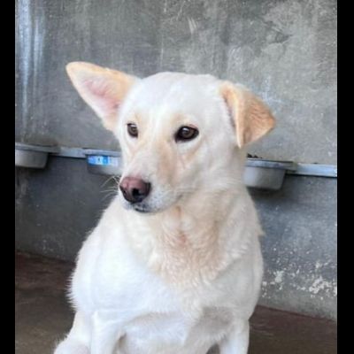 UN'OPPORTUNITA' ANCHE PER BLANGE, CAGNOLINA IN ADOZIONE - Foto 2