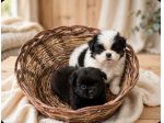 Cucciole e cuccioli di Pechinese