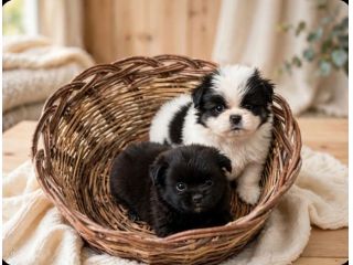 Cucciole e cuccioli di Pechinese