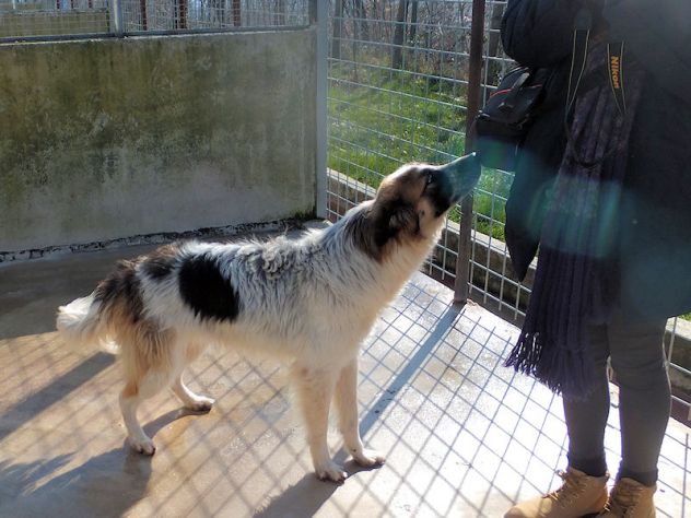 Coby bellissimo di taglia mediogrande - Foto 8