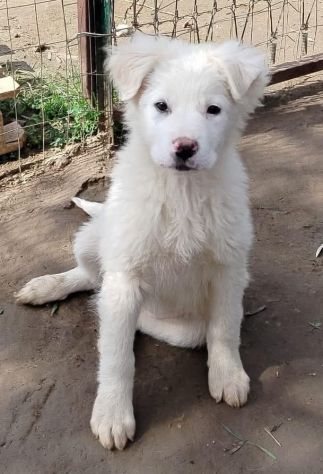 SPLENDIDE CUCCIOLE 3 MESI taglia media IN CANILE - Foto 2
