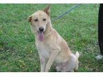 ZAMPETTA, solare mix labrador