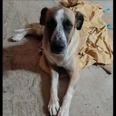 LEO ADORABILE E COCCOLONE CANE IN ADOZIONE - Foto 5