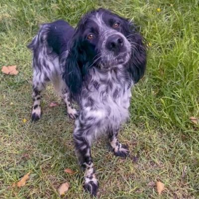 DOLLY cerca coccole e carezze, CAGNOLINO IN ADOZIONE - Foto 4