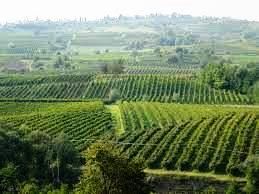 Cantina attrezzata colline Oltrepo' Pavese e Piacenza - Foto 2