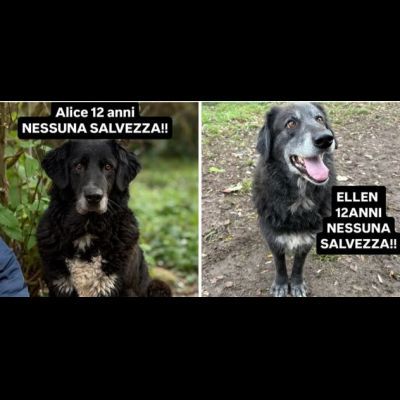 DUE NONNINE DOLCISSIME CERCANO CASA, CAGNOLINE IN ADOZIONE