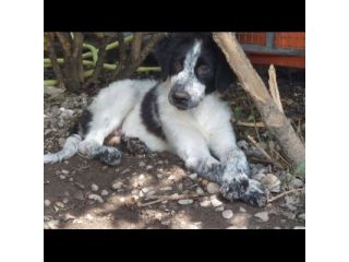 CUCCIOLI IN ADOZIONE