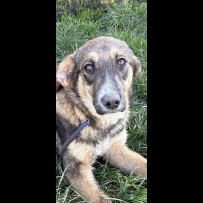 JOHNNY LA DOLCEZZA, CUCCIOLO IN ADOZIONE