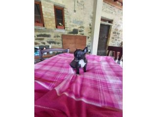 Chihuahua taglia mini