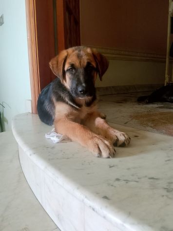 Animali - Foto 2
