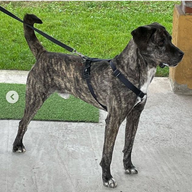 BUDDY: GIOVANE MOLOSSO TIGRATO DA ADOTTARE SUBITO !!!! - Foto 3